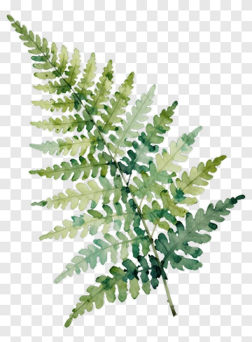 Watercolor Fern Leaf PNG