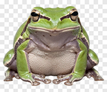 Green Frog PNG