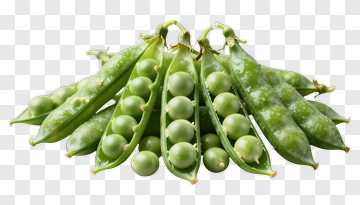 Fresh Green Peas In Pods PNG