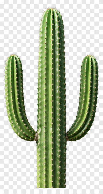 Saguaro Cactus PNG