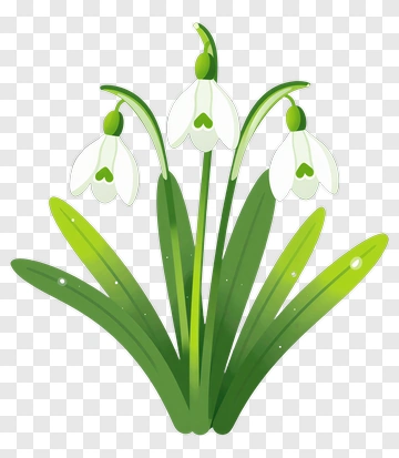 Snowdrop Flower Cluster PNG