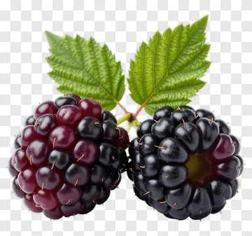Blackberry Fruit With Green Leaves PNG