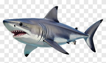 Realistic Shark PNG