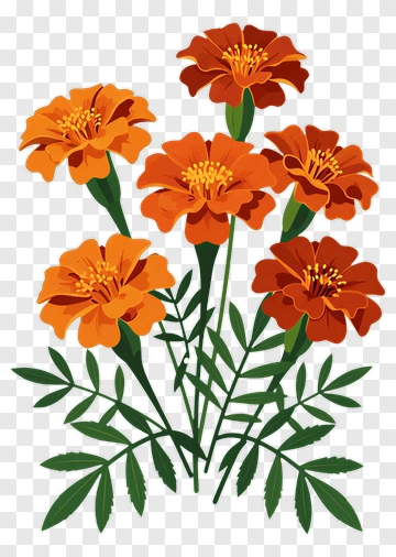 Colorful Marigold Flowers PNG