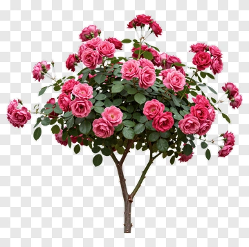 Pink Rose Bush PNG