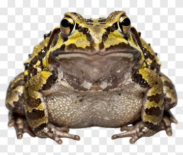 Close-Up Of A Frog PNG