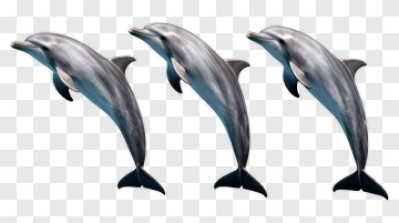 Dolphins Swimming In Formation PNG
