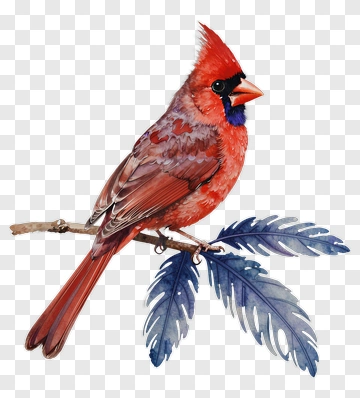 Red Cardinal Sitting On A Branch PNG