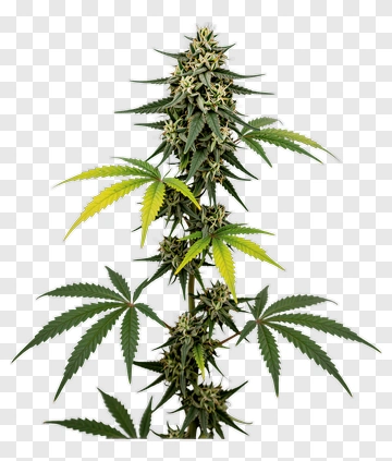 Cannabis Plant With Green And Yellow Leaves PNG