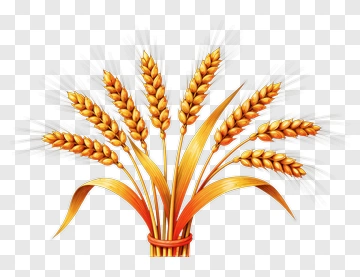 Golden Wheat Bundle PNG