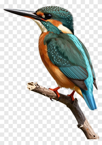Colorful Kingfisher Perched On A Branch PNG