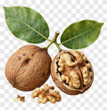 Walnuts With Leaves PNG