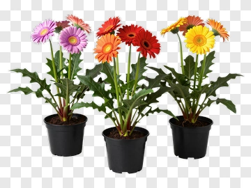 Colorful Gerbera Daisies In Pots PNG