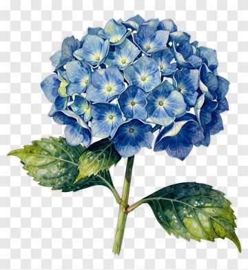 Blue Hydrangea Flower PNG