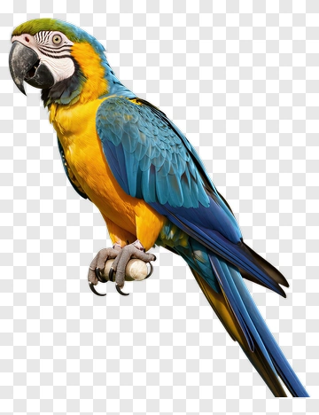 Colorful Macaw Parrot PNG
