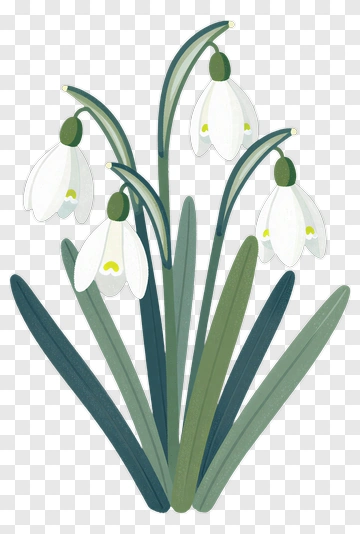 Snowdrop Flower Bouquet PNG