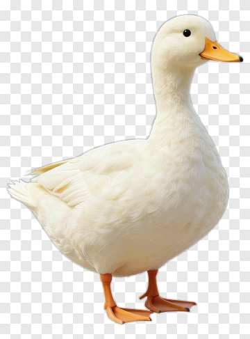 Cartoon Duck Standing PNG