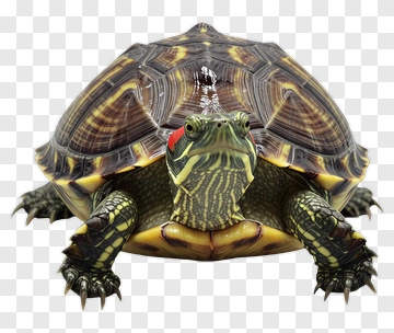 Turtle With Colorful Shell PNG