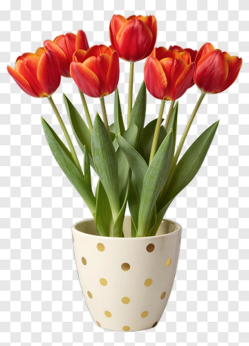 Red Tulips In A White Pot PNG