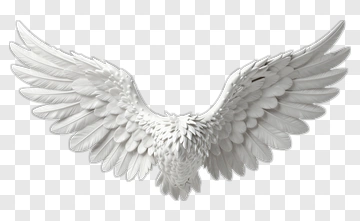 White Angel Wings PNG