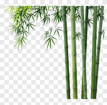 Bamboo Plant With Green Leaves PNG