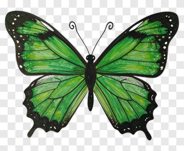 Green Butterfly PNG