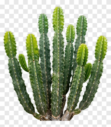 Cactus Plant PNG