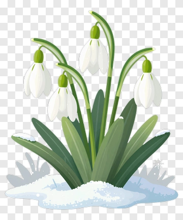 Snowdrop Flowers In Snow PNG