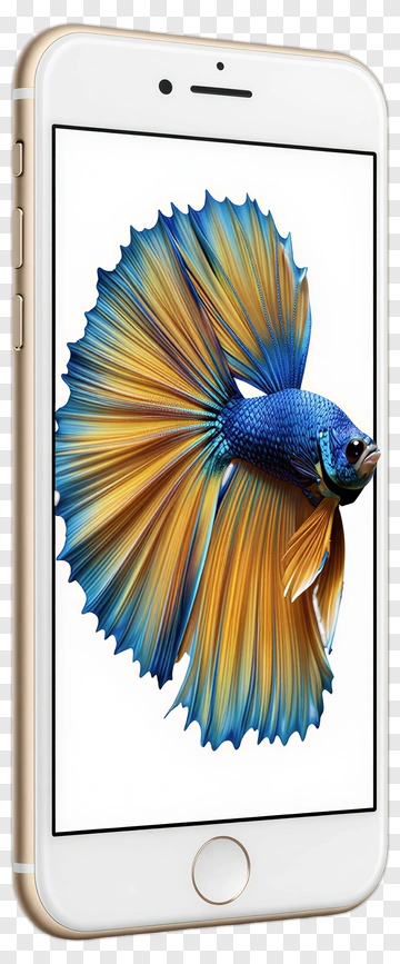 Colorful Betta Fish Displayed On A Smartphone PNG