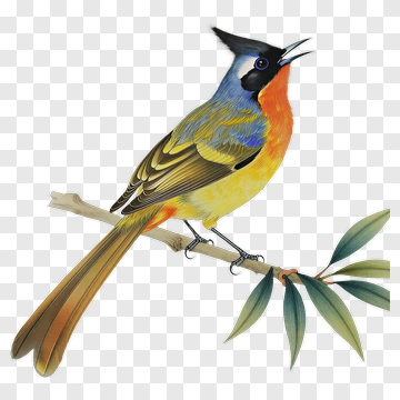 Colorful Bird Singing On A Branch PNG