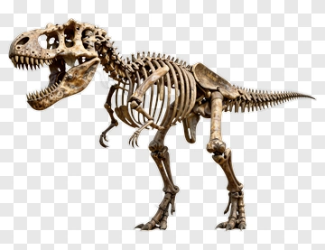 Tyrannosaurus Rex Skeleton PNG