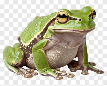 Green Frog Sitting On A Surface PNG