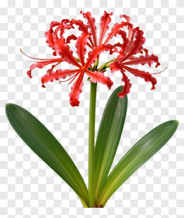 Red Flower With Green Leaves PNG