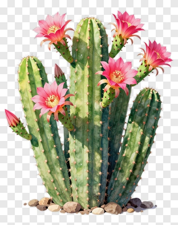 Cactus With Pink Flowers PNG