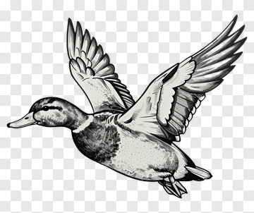 Flying Duck PNG