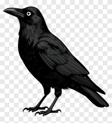 Black Raven Standing PNG