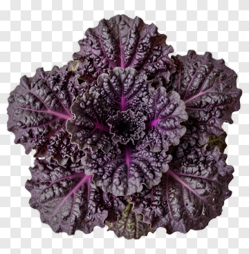 Purple Ornamental Cabbage PNG