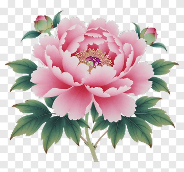 Pink Peony Flower With Green Leaves PNG