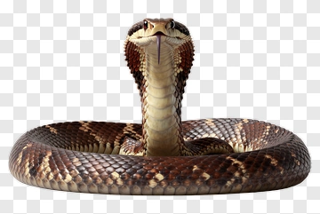 Realistic Cobra Snake PNG