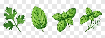 Herbs Including Cilantro, Mint, And Basil PNG