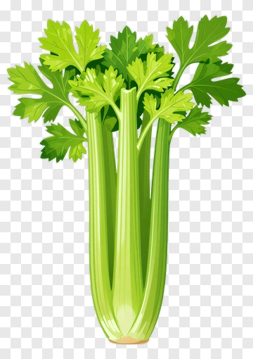 Fresh Celery Stalks With Green Leaves PNG