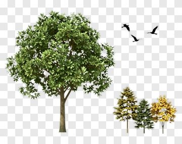 Green Tree With Flying Birds PNG
