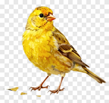 Yellow Canary Bird PNG