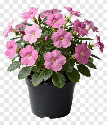 Pink Flowering Plant In Pot PNG
