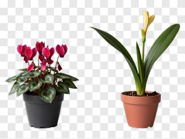 Flower Pots With Pink Cyclamen And Yellow Orchid PNG