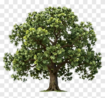Realistic Tree With Green Foliage PNG