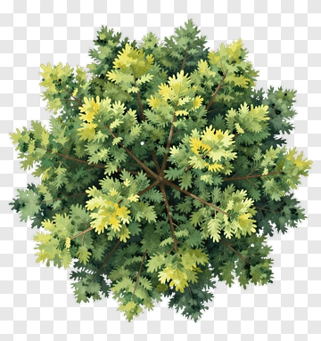 Colorful Tree PNG