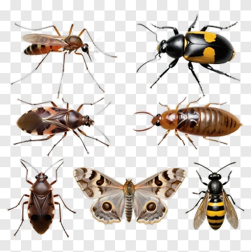 Collection Of Various Insects PNG