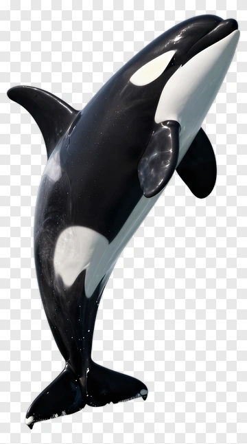 3D Orca Whale Jumping Out Of Water PNG