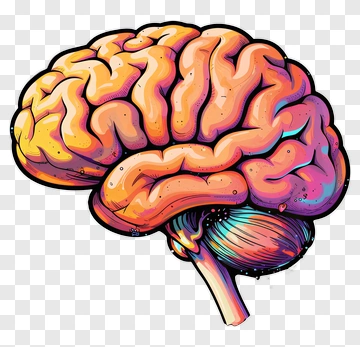 Colorful Brain Illustration PNG